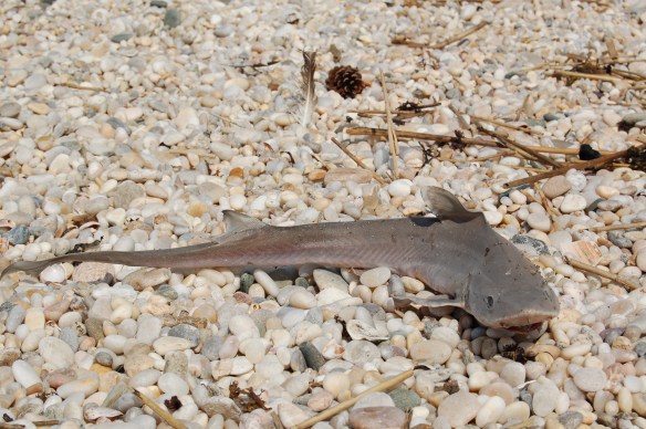 The unexpected guest